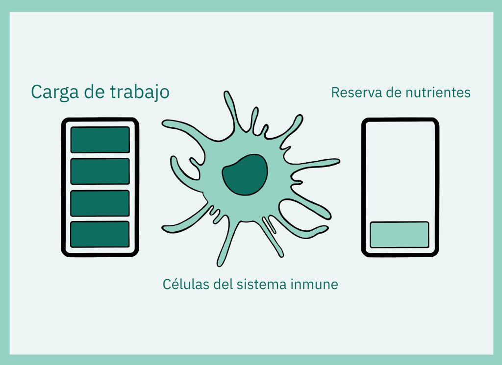 Sistema inmune carente de nutrientes y con una sobrecarga de trabajo
