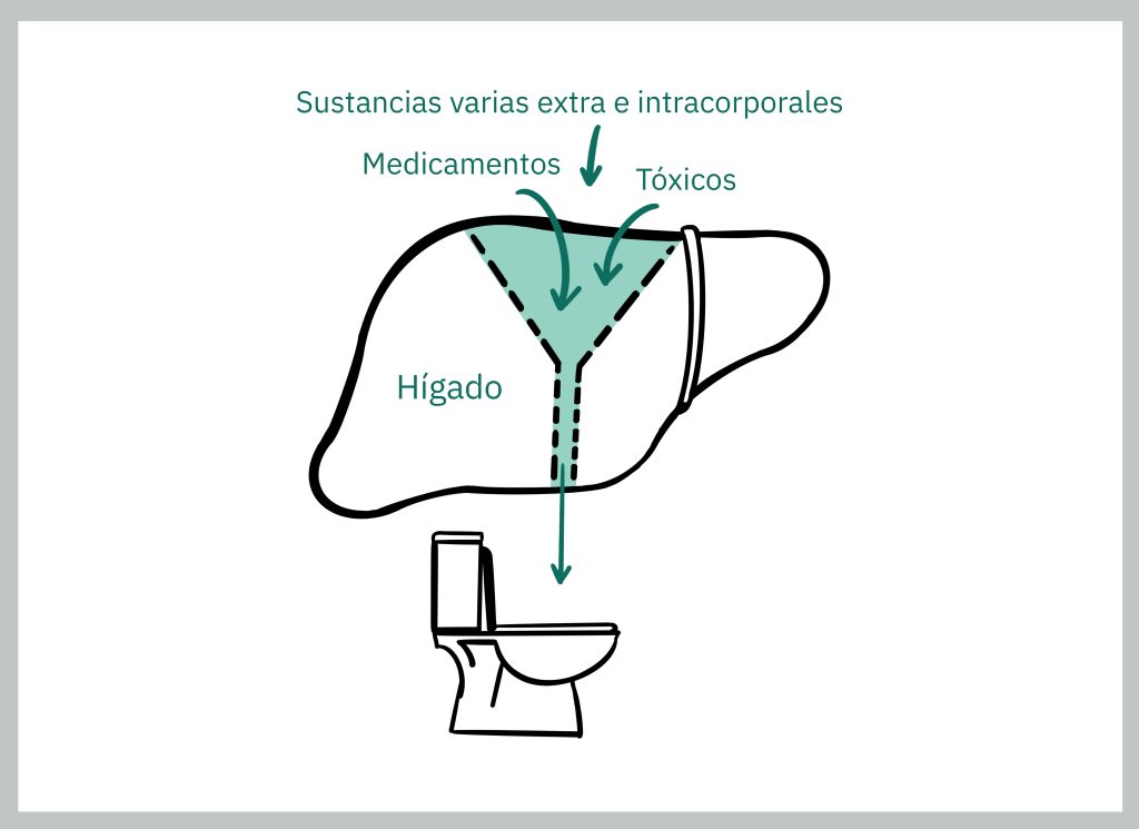 Hígado como embudo, por arriba se le echa pastillas, comida, refresco y por abajo sale una flacha apuntando a un WC.